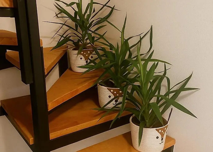 Stasa * نوفي بازار